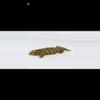 plant/107 Female Leachie produced by Freakie Leachies  150g-3-thumbnail