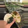 plant/Pink variegated alocasia black velvet starters growers choice-2-thumbnail