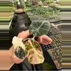 plant/Pink variegated alocasia black velvet starters growers choice-5-thumbnail