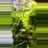 plant/Nano Dream Pack-0-thumbnail