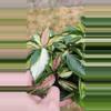 plant/6" Hoya carnosa rubra krimson princess-1-thumbnail