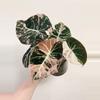 plant/Pink variegated alocasia black velvet starters growers choice-0-thumbnail