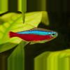 plant/Bliss starter beginner Nano Fish and Shrimp Pack-2-thumbnail