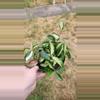 plant/6" Hoya carnosa rubra krimson princess-4-thumbnail