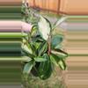 plant/6" Hoya carnosa rubra krimson princess-3-thumbnail