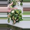 plant/6" Hoya carnosa rubra krimson princess-0-thumbnail