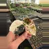 plant/Pink variegated alocasia black velvet starters growers choice-3-thumbnail