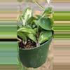 plant/6" Hoya carnosa rubra krimson princess-2-thumbnail