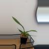 plant/3.5” Oncidium Sharry Baby Orchid - Chocolate Scent-1-thumbnail