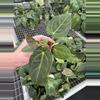 plant/Seed grown anthurium Hoffmanii x dorayaki MBR starter plant growers choice-3-thumbnail