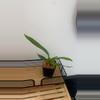 plant/3.5” Oncidium Sharry Baby Orchid - Chocolate Scent-2-thumbnail