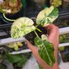 plant/NOID Albo Variegated Alocasia-0-thumbnail