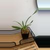 plant/3.5” Oncidium Sharry Baby Orchid - Chocolate Scent-0-thumbnail