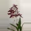 plant/3.5” Oncidium Sharry Baby Orchid - Chocolate Scent-3-thumbnail
