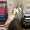 plant/Variegated alocasia frydek-0-thumbnail