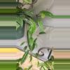 plant/Hoya pubicalyx cutting 4 nodes-5-thumbnail