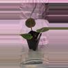 plant/Anthurium King of Spades from Fontanimal Plant House-1-thumbnail