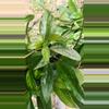 plant/Hoya pubicalyx cutting 4 nodes-2-thumbnail
