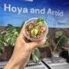 plant/B704 Anthurium Forgetii var x Angela black widow-0-thumbnail