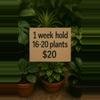 plant/HOLD: 16-20 plants for ONE WEEK-0-thumbnail