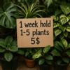 plant/HOLD: 1-5 plants for ONE WEEK-0-thumbnail