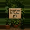 plant/HOLD: 21-25 plants for ONE WEEK-0-thumbnail