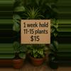 plant/HOLD: 11-15 plants for ONE WEEK-0-thumbnail