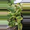 plant/GC 4" peperomia obtusifolia variegated-0-thumbnail
