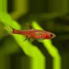 plant/Bliss starter beginner Nano Fish and Shrimp Pack-3-thumbnail