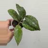 plant/Hoya previously vitellinoides (0041)-0-thumbnail