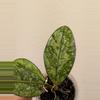 plant/Hoya crassipetiolata splash (0044)-1-thumbnail