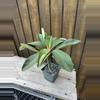 plant/Euphorbia vigueri-0-thumbnail