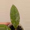 plant/Hoya previously vitellinoides (0041)-3-thumbnail