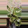 plant/GC 4" peperomia obtusifolia variegated-1-thumbnail