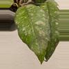plant/Hoya previously vitellinoides (0041)-1-thumbnail