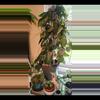 plant/Hoya Cudatta Sumatra 3  cuttings for 10.-1-thumbnail