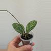 plant/Hoya crassipetiolata splash (0044)-0-thumbnail