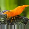 plant/Need some sunshine in your life?  Shrimps Yellow? Orange? Red?-0-thumbnail