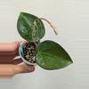 plant/Hoya AH liza (0036)-0-thumbnail