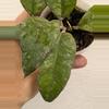 plant/Hoya previously vitellinoides (0041)-2-thumbnail
