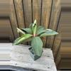 plant/Euphorbia vigueri-3-thumbnail