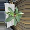 plant/Euphorbia vigueri-1-thumbnail