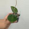 plant/Hoya AH liza (0036)-1-thumbnail