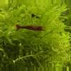 plant/Need some sunshine in your life?  Shrimps Yellow? Orange? Red?-2-thumbnail