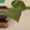 plant/Hoya AH liza (0036)-3-thumbnail