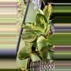 plant/GC 4" peperomia obtusifolia variegated-2-thumbnail
