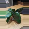 plant/Hoya Cudatta Sumatra 3  cuttings for 10.-0-thumbnail