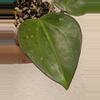 plant/Hoya AH liza (0036)-2-thumbnail