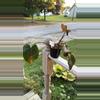 plant/Philodendron Summer Glory-0-thumbnail