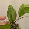 plant/Hoya erythrina splash (0043)-1-thumbnail